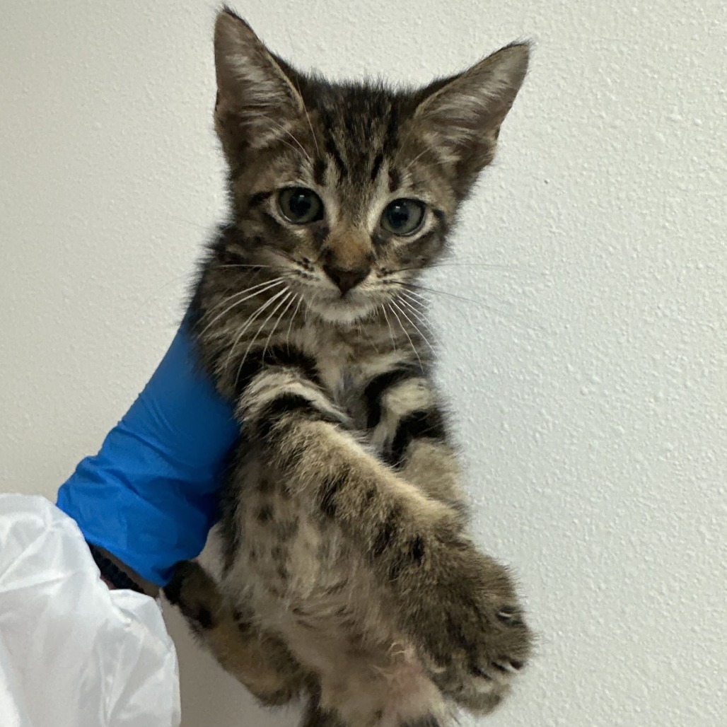 ANDRE - Domestic Shorthair available for adoption