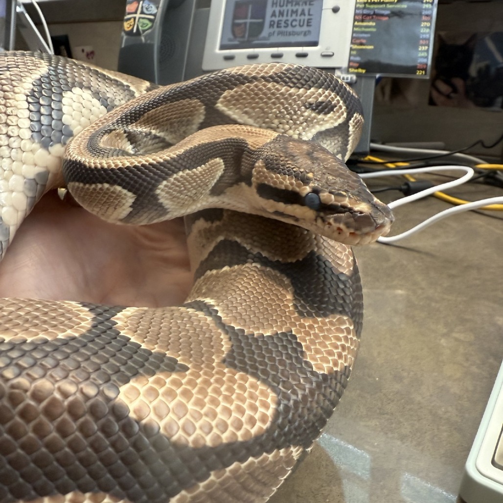 Photo of Tsuchinoko 4