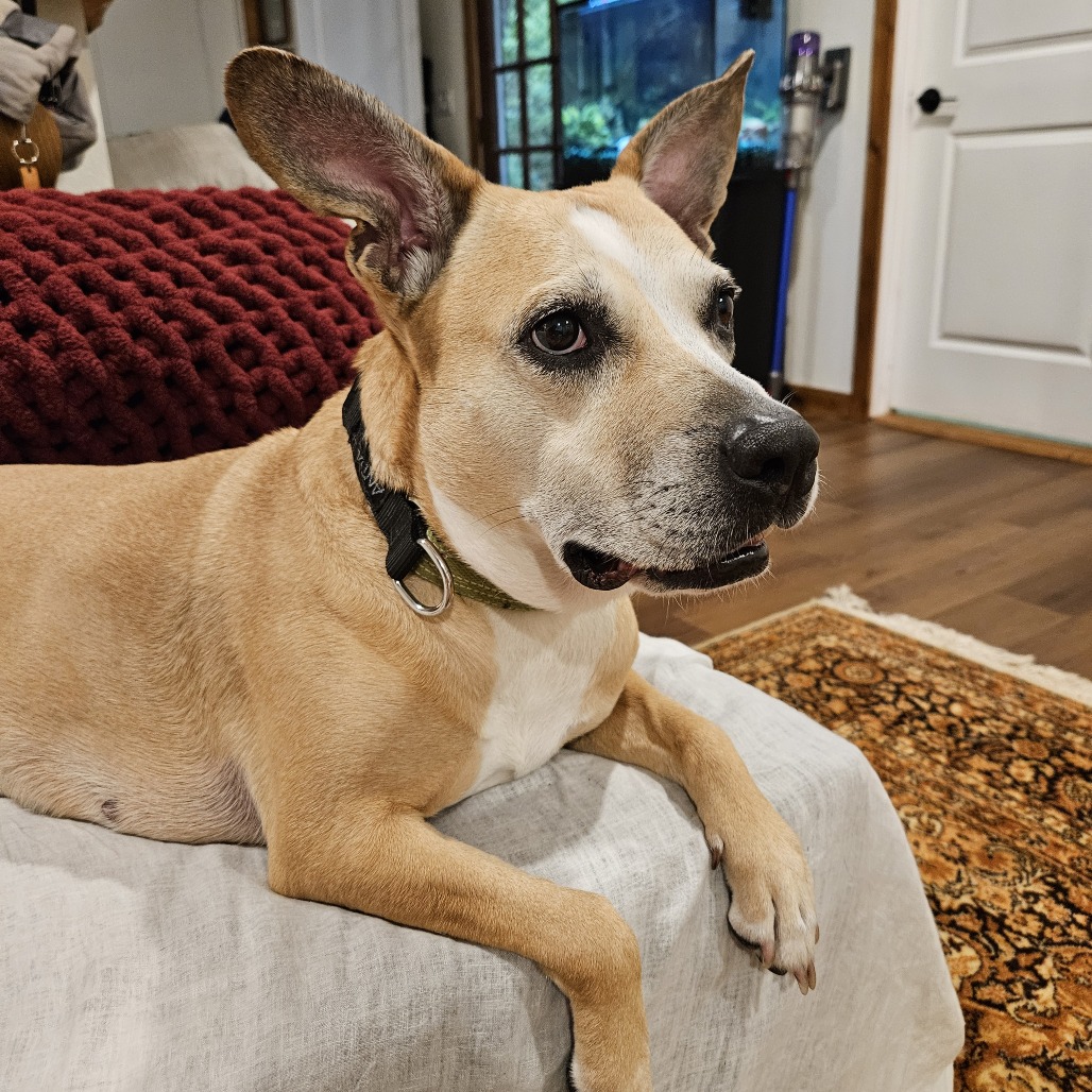Libby, photo 16