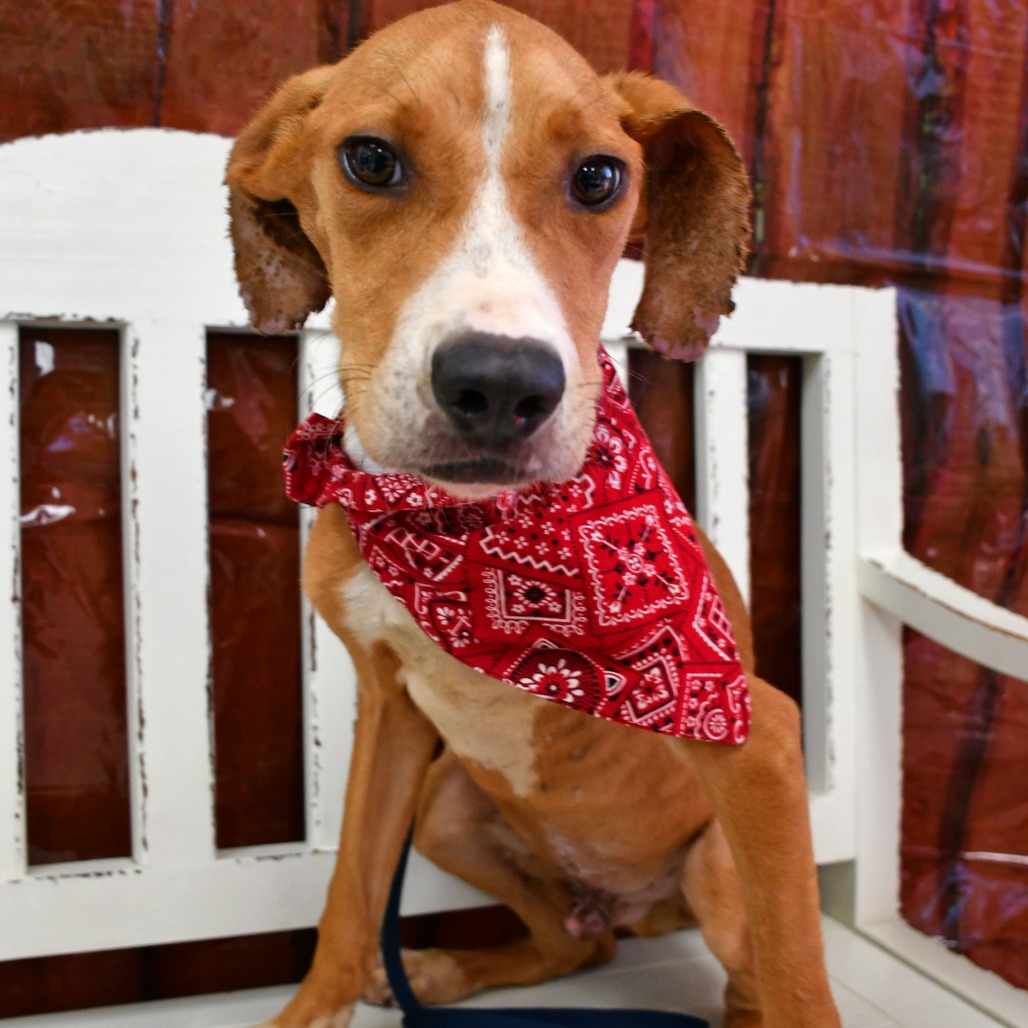 FELIX - Black Mouth Cur for adoption in Beaumont