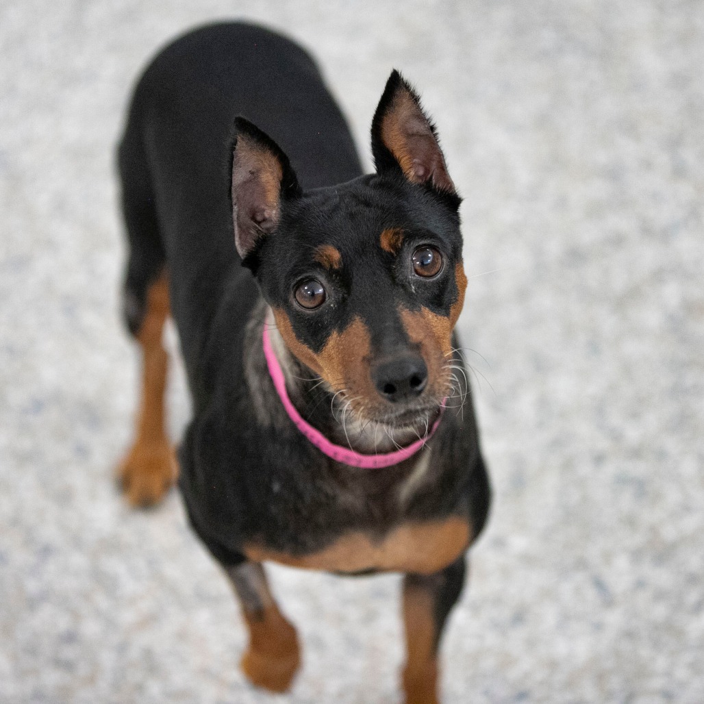 ANNIE (AG26-203) - Pinscher / Miniature available for adoption