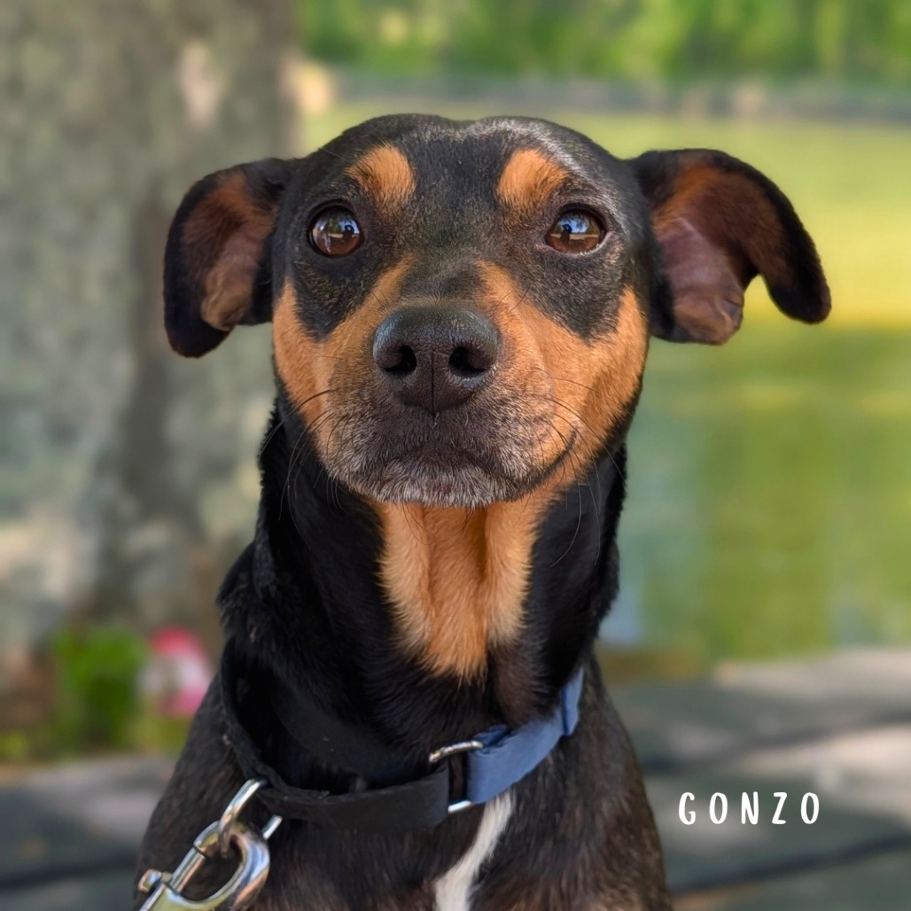 Gonzo(hw+) 02-0508, photo 7