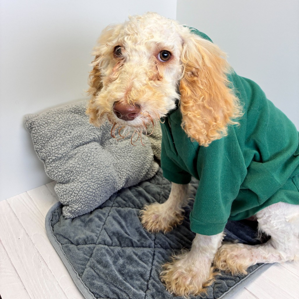 MILO - Poodle / Mixed Breed (Medium) available for adoption