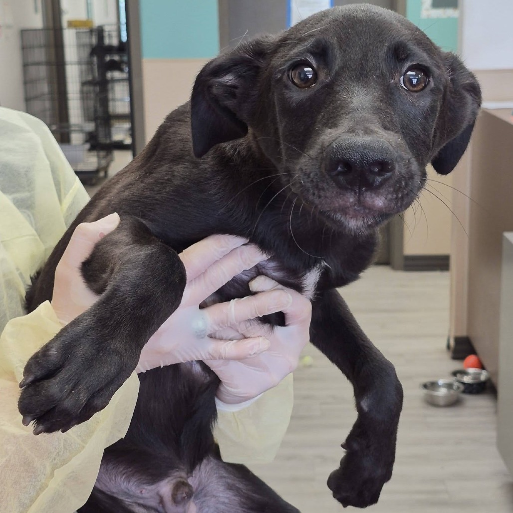 OBOE - Schnauzer / Retriever, Labrador available for adoption