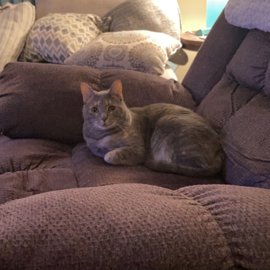 Briar — thumbnail 2