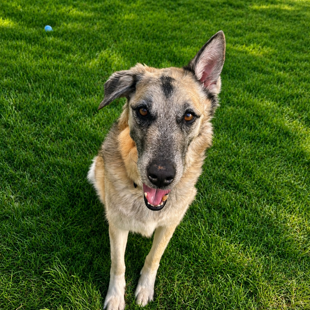 Photo of Samson