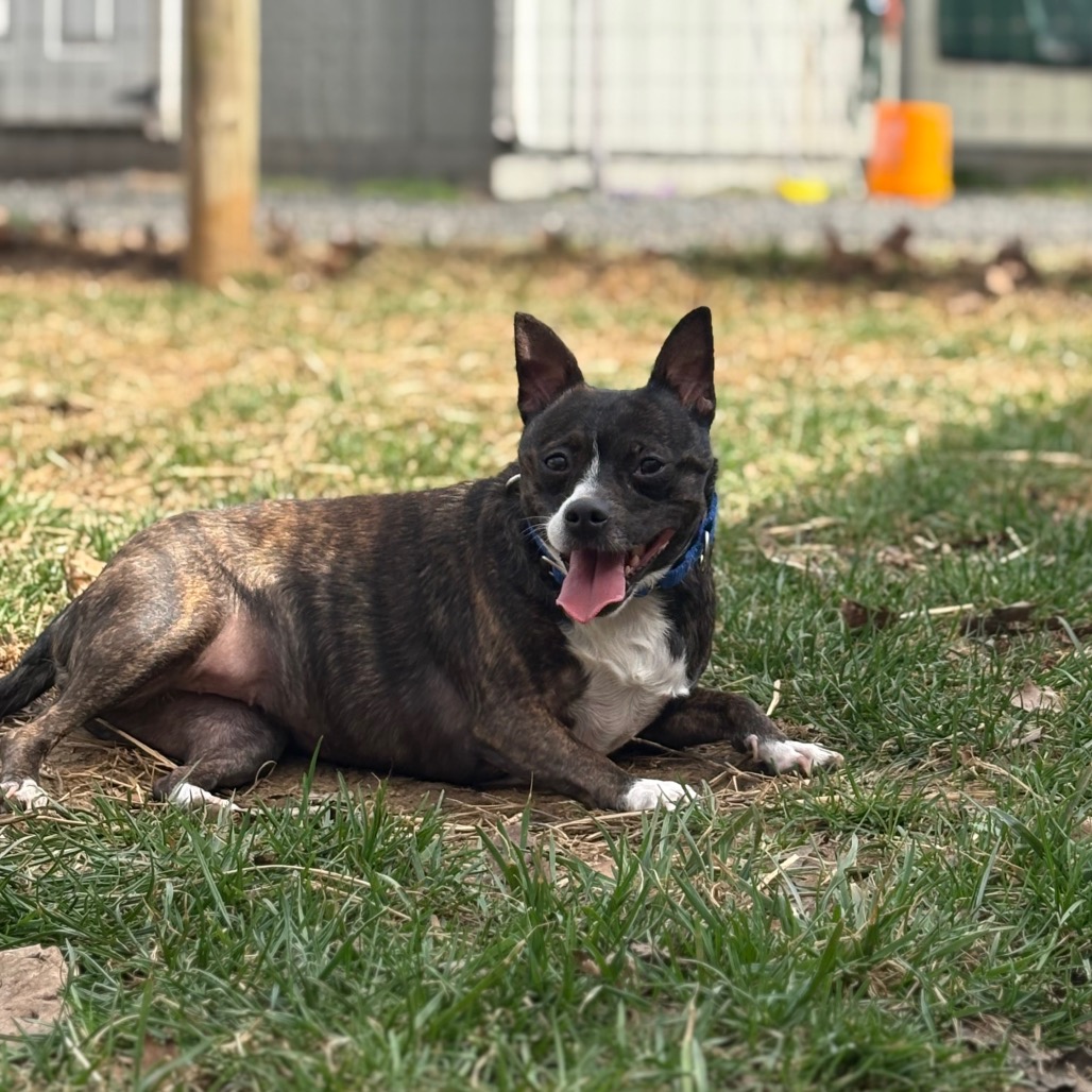 Dee Dee — thumbnail 3