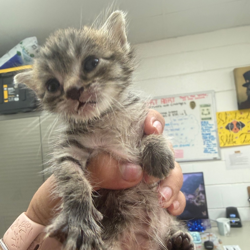ARIEL - Domestic Shorthair available for adoption