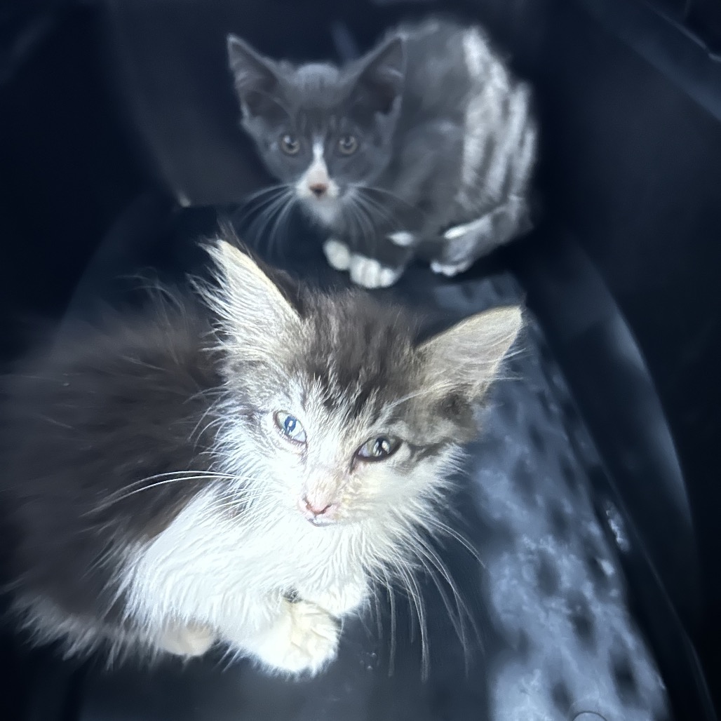 TOMATO - Domestic Longhair available for adoption