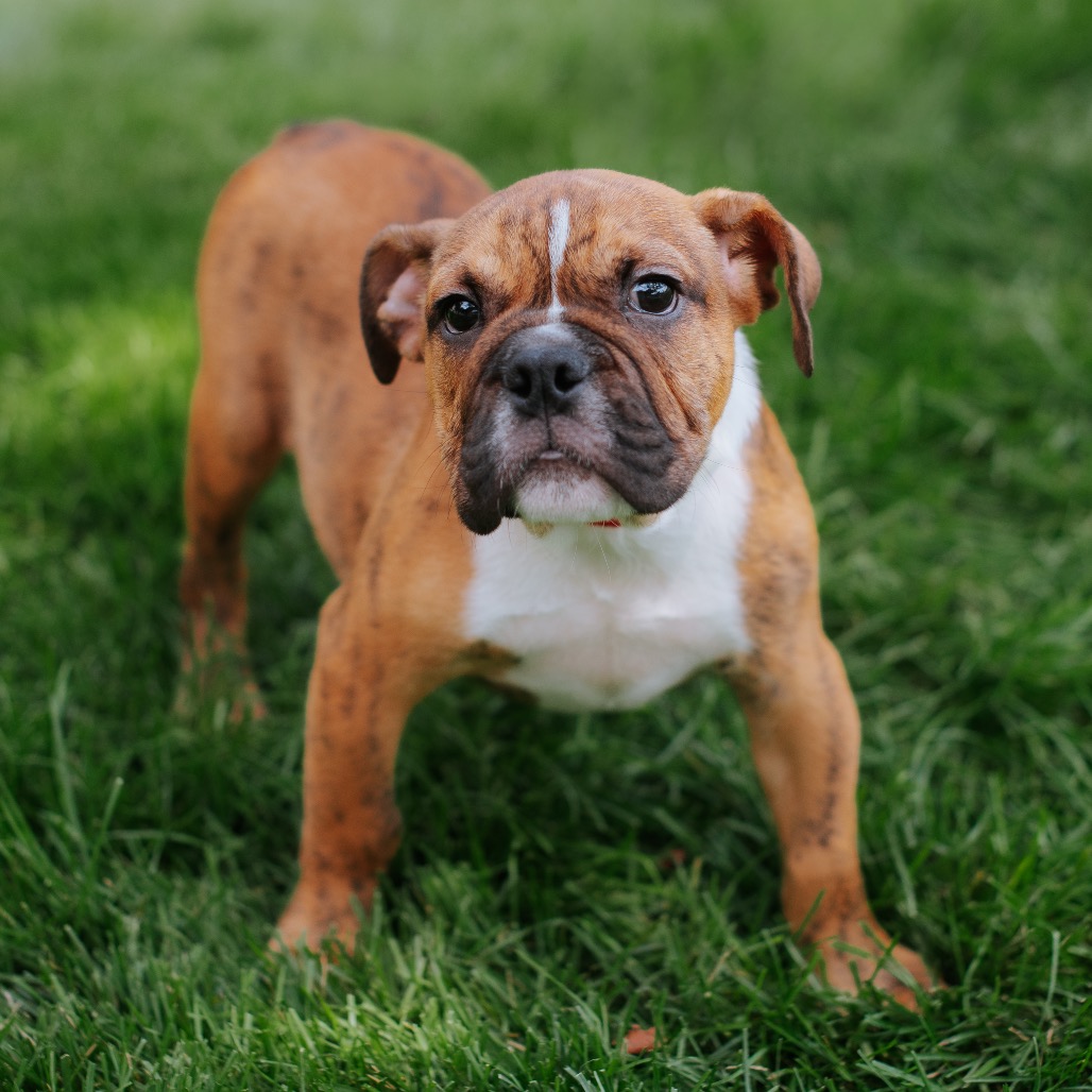 Hammond - Bulldog for adoption in Illinois