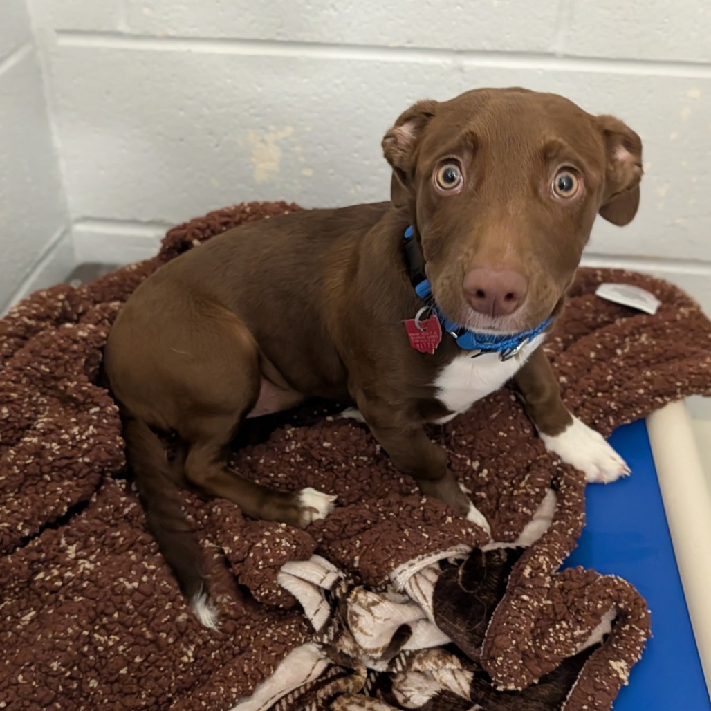 Lilac — thumbnail 2