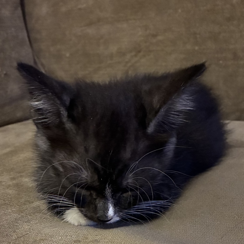 ELMER