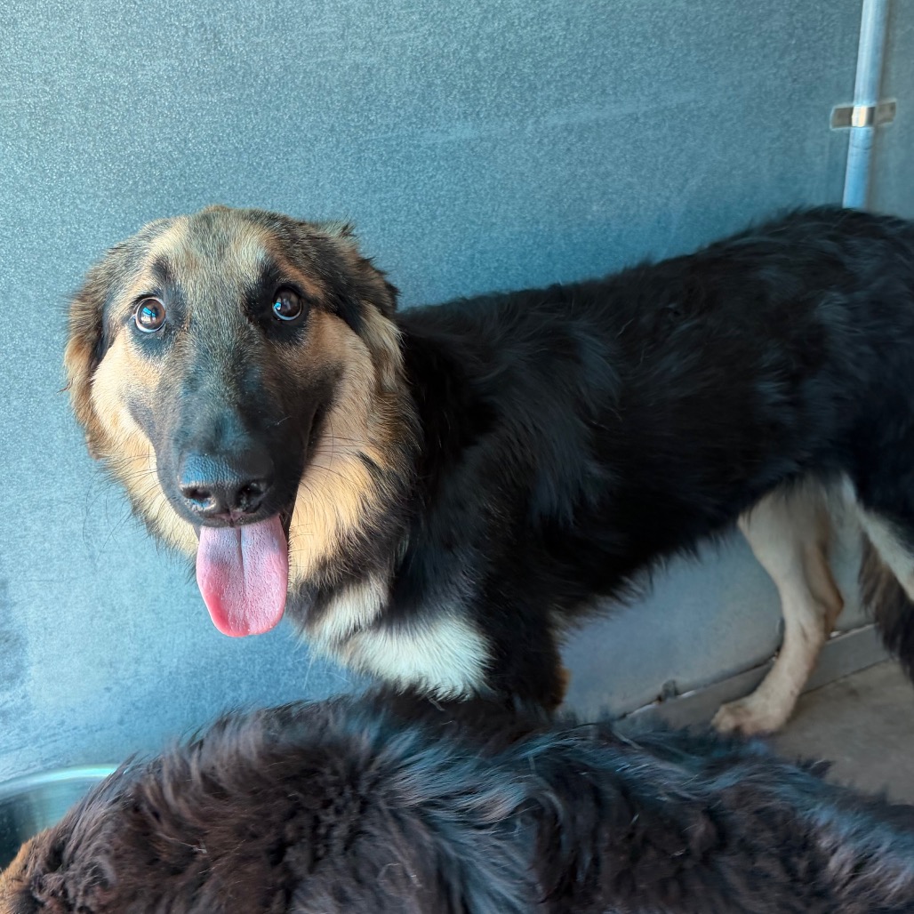 CRAWFORD - Shepherd, German / Mixed Breed (Medium) available for adoption