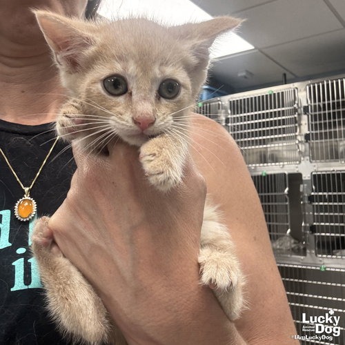 MY FLUTTERSHY - Domestic Shorthair available for adoption