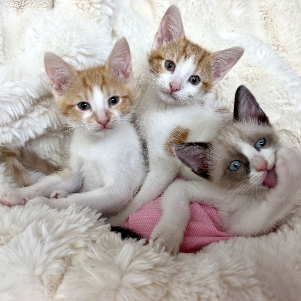 LARRY - Domestic Shorthair available for adoption