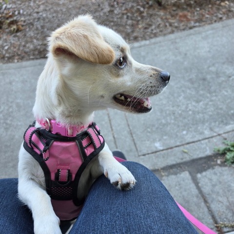 Animal namedLuna