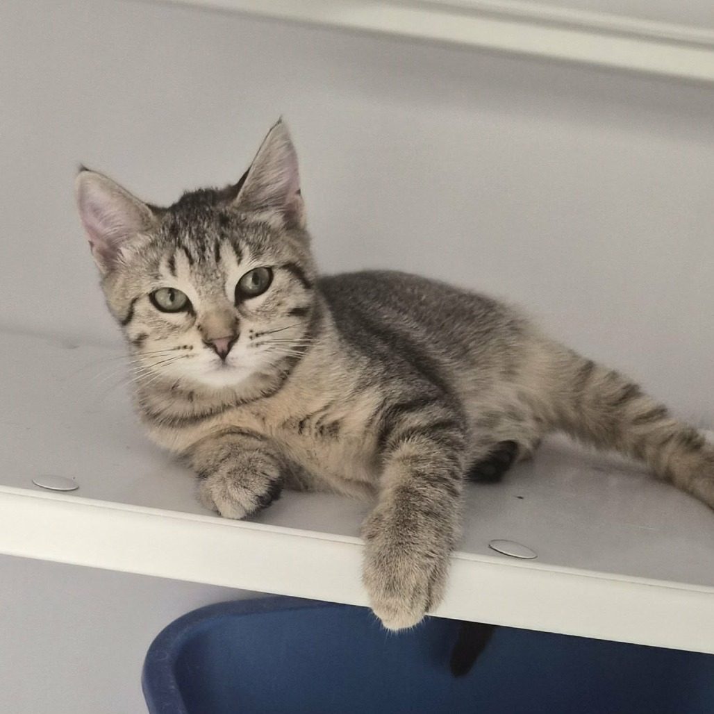 MEXICALI - Domestic Shorthair for adoption in Las Cruces