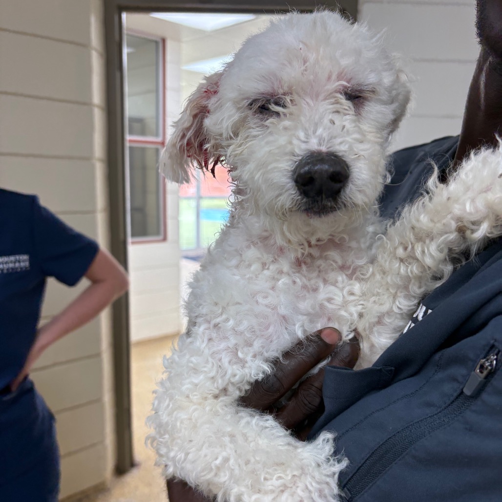 ANGEL - Poodle available for adoption