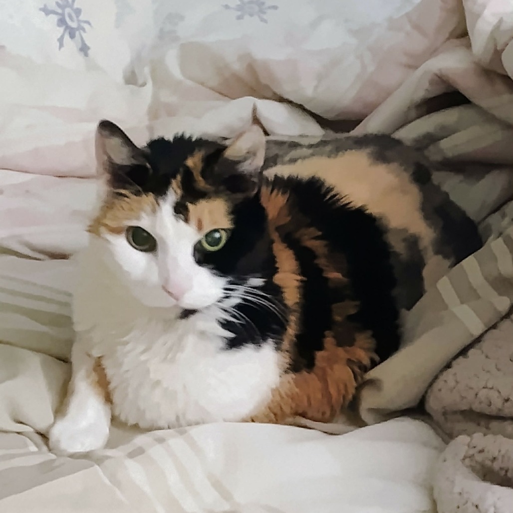 Callie