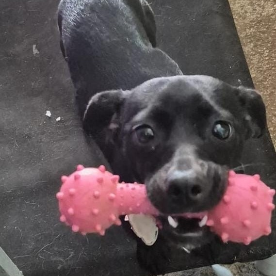 Nala