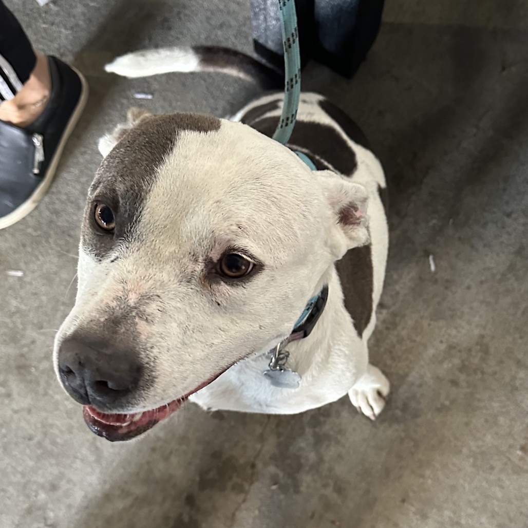 Bailey 3 — thumbnail 2