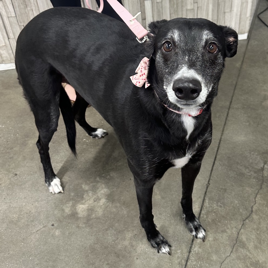 Blue Raspberry Rescue Raspberry is available for adoption at Humane Society of Tampa Bay ...