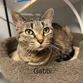 Gabbi--In Foster, photo 6