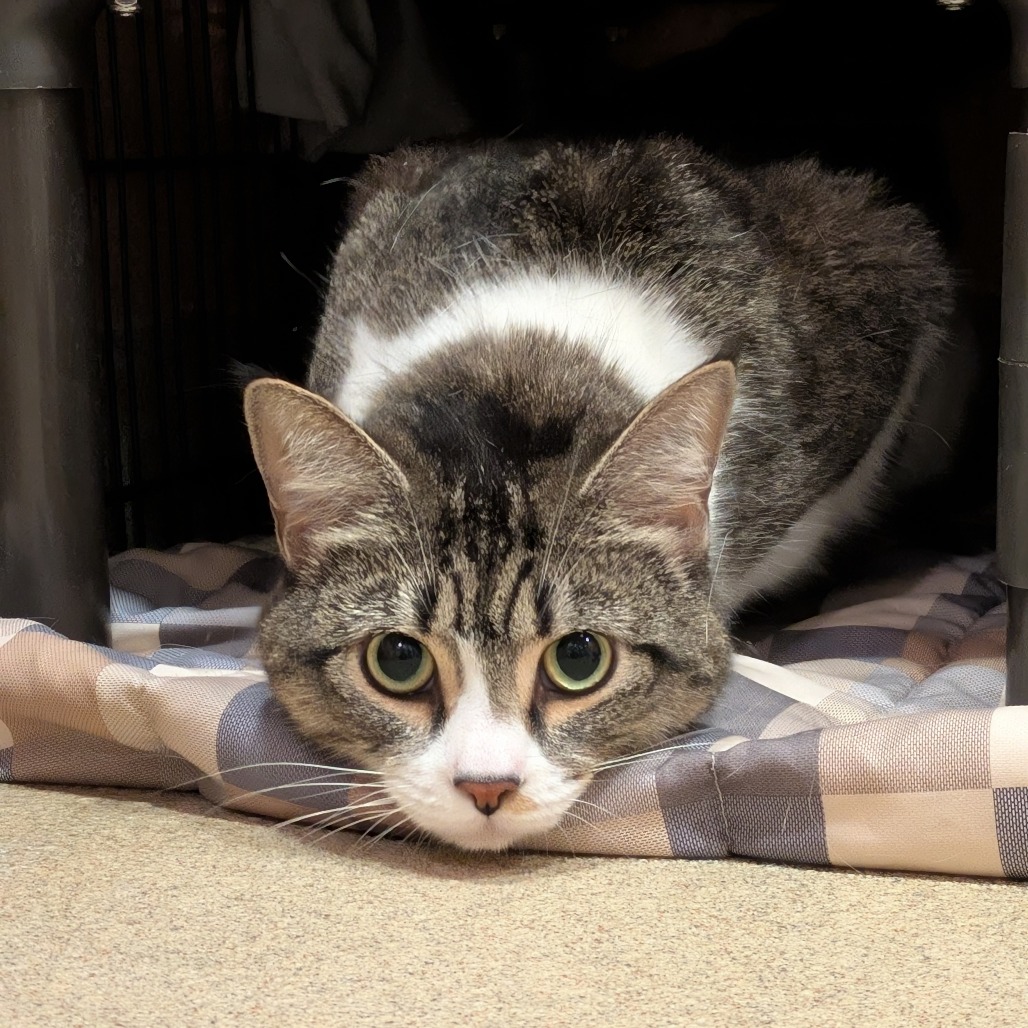 Blossom - Available from Foster, photo 3