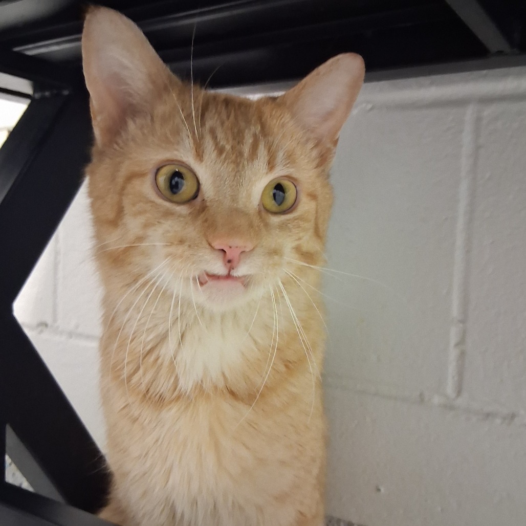 Star Crunch — thumbnail 2