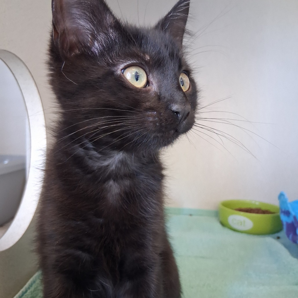 Sugar Bear - Domestic Shorthair
