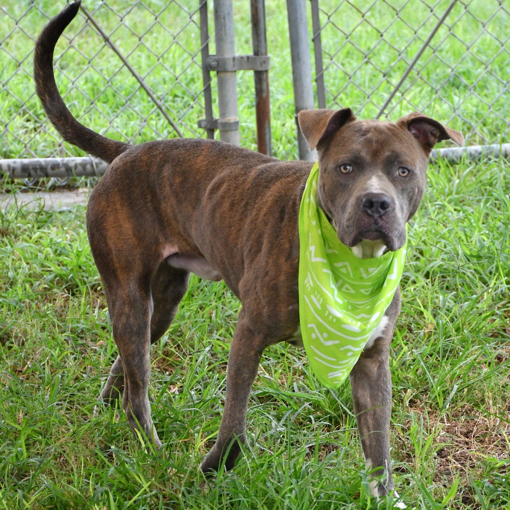 HARVEY - Terrier / Pit Bull available for adoption
