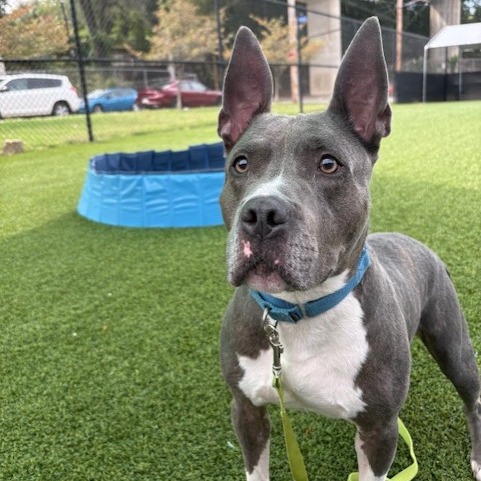 Photo of King Beetle 13