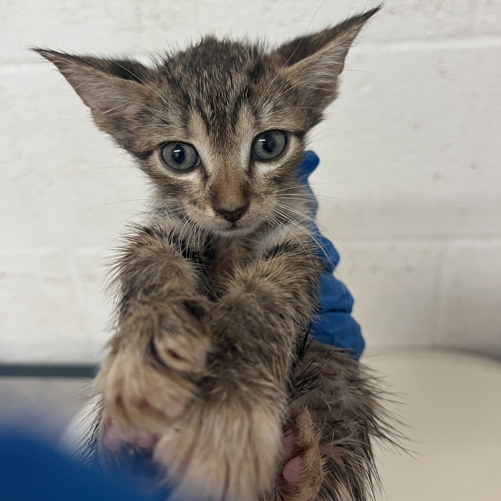 BRUTUS - Domestic Shorthair available for adoption