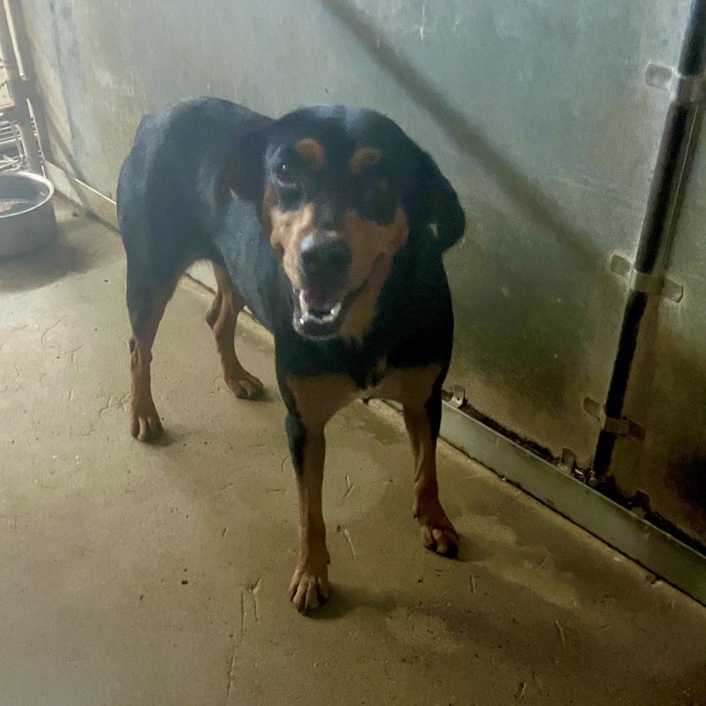 JORDAN - Mixed Breed (Small) available for adoption