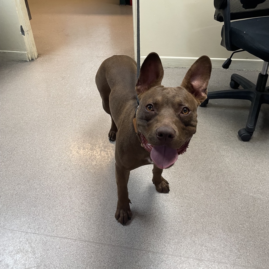 Pit Bull