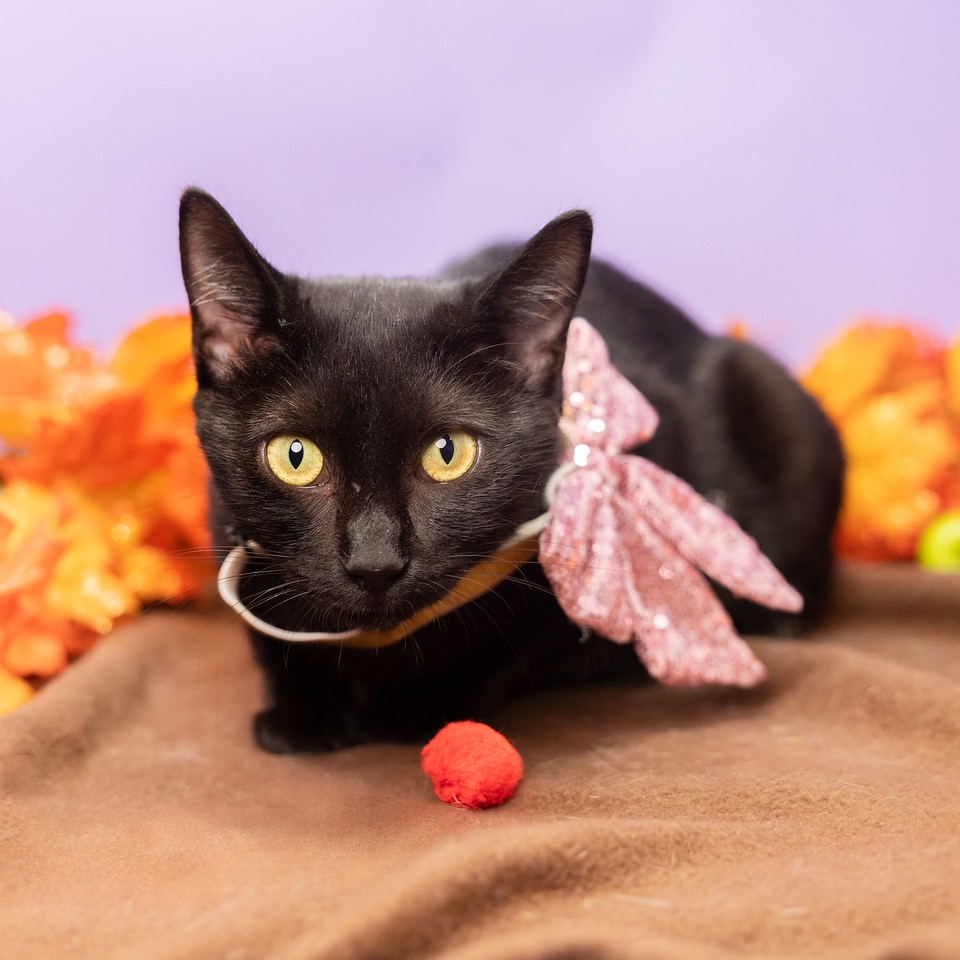 Salem — thumbnail 2