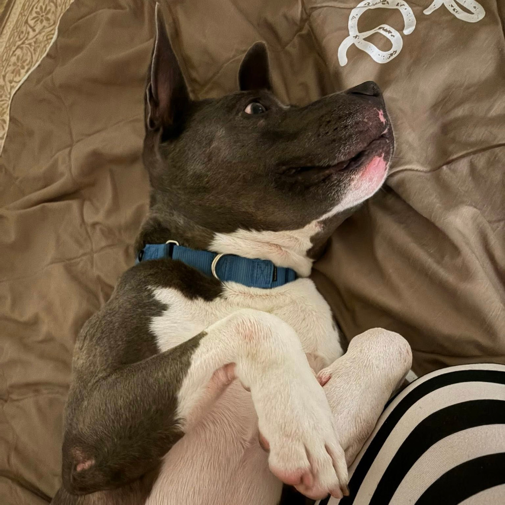 Photo of King Beetle 36