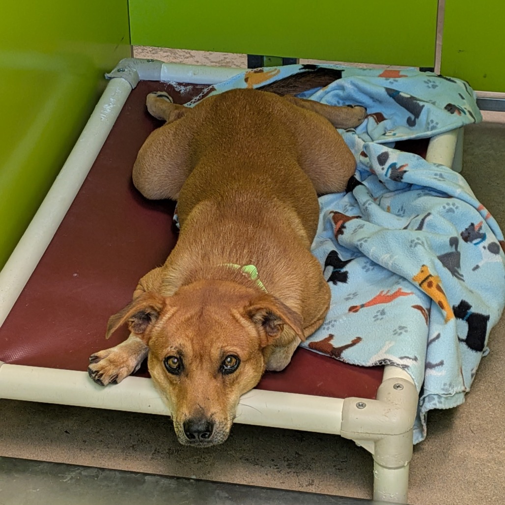 D-Scrappy-Doo