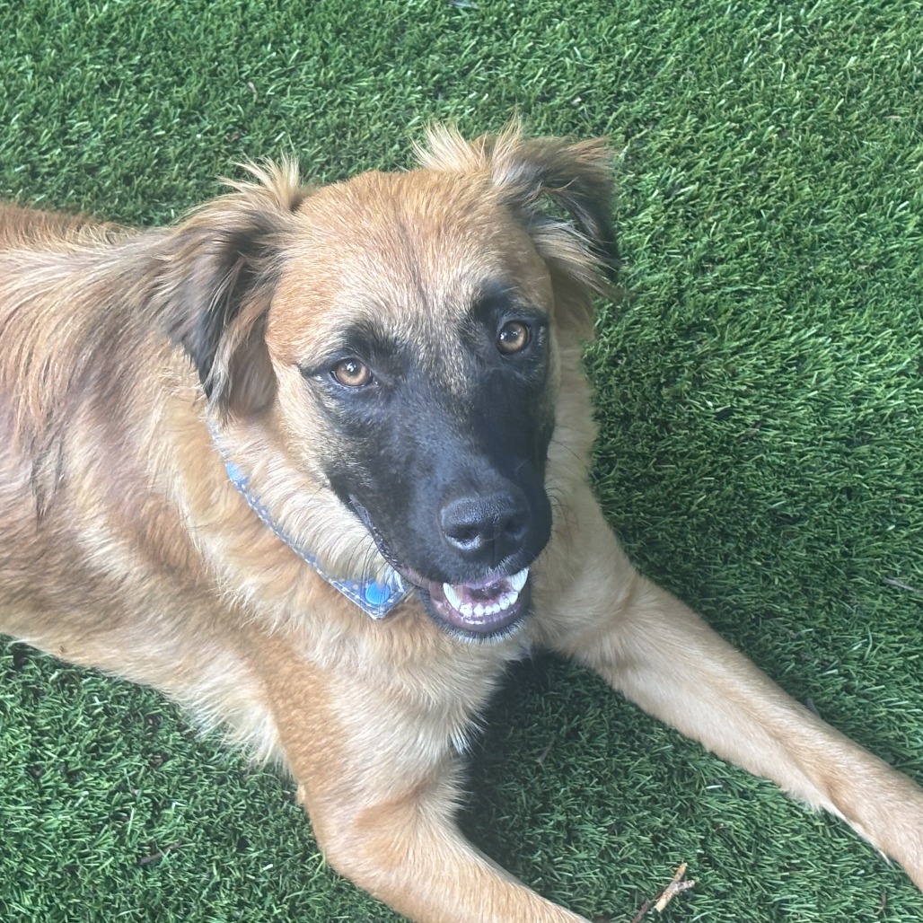 Nashua - FOSTER OR ADOPTER NEEDED