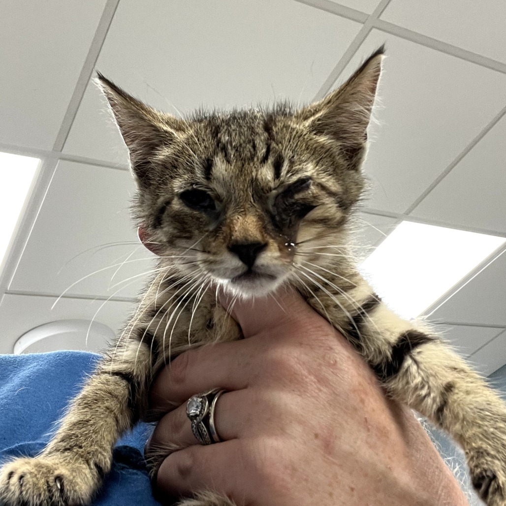 ZANE - Domestic Shorthair available for adoption