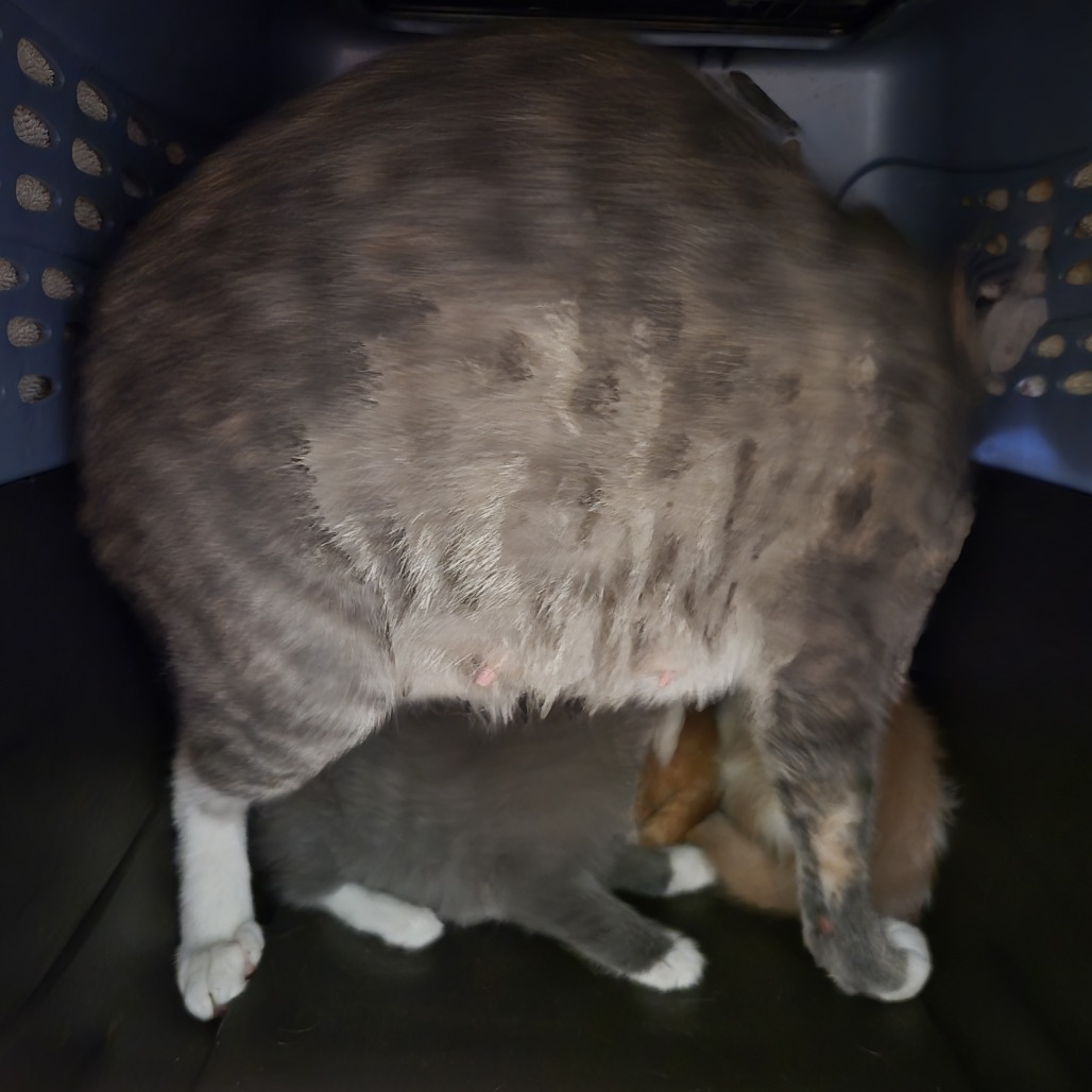 Photo of PGH-Stray-120598