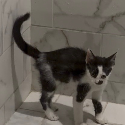 Patches - Costa Mesa Location **Available 10/29/26, photo 5