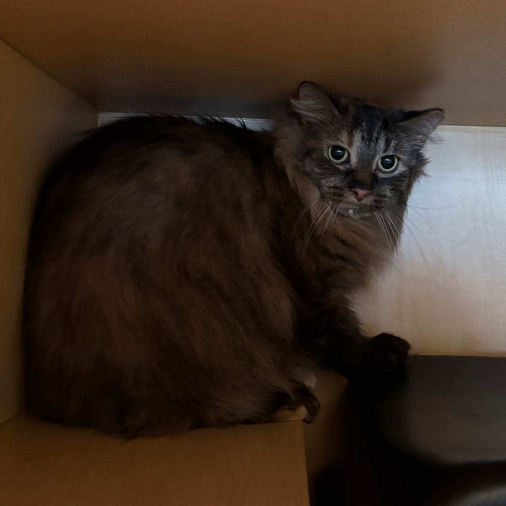 TABITHA - Domestic Longhair available for adoption