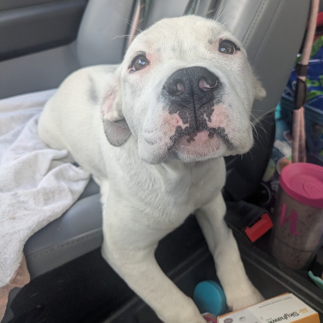 Piper