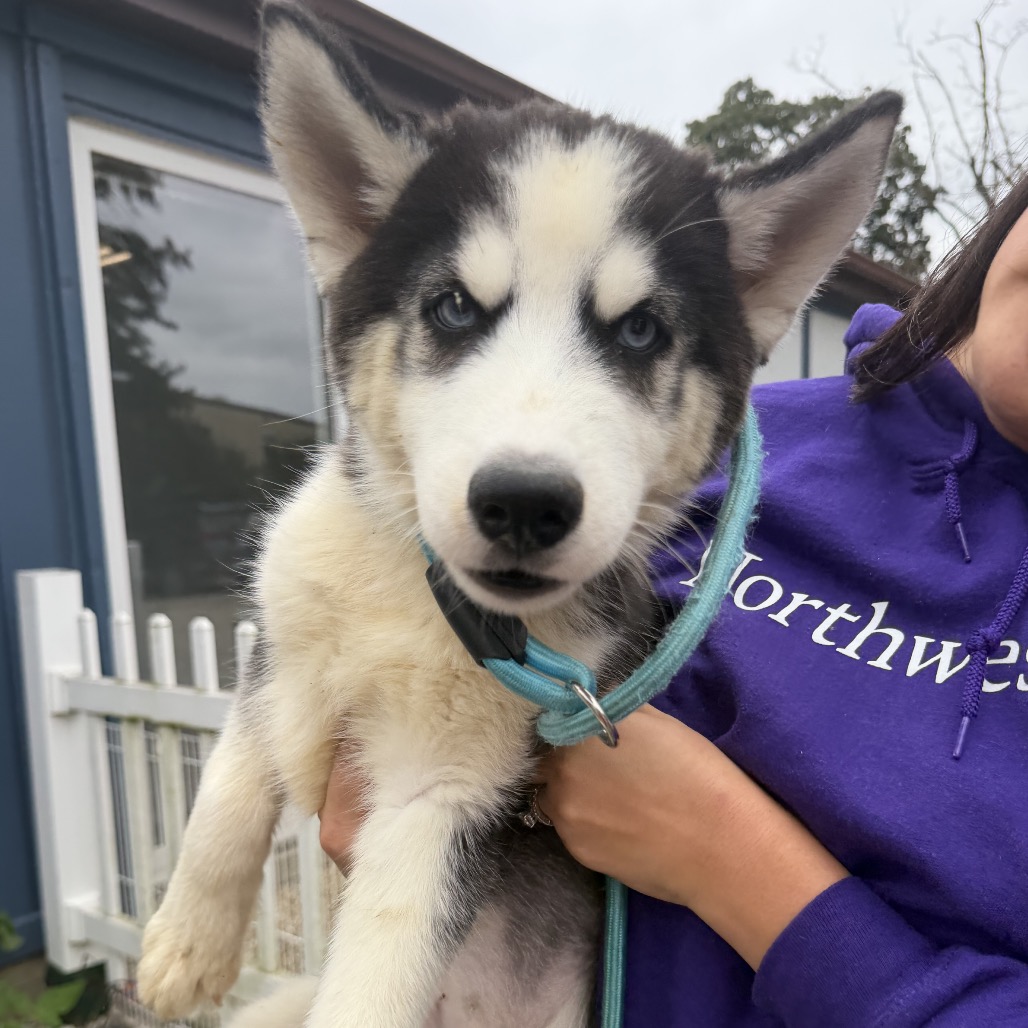 Siberian Husky