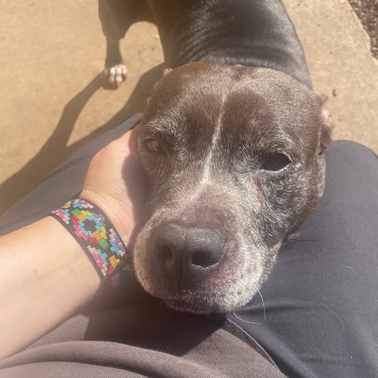 Gracie 01-1837, photo 3