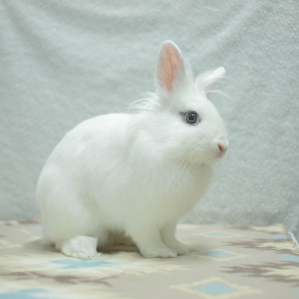Penny (bonded to Chowder), photo 12