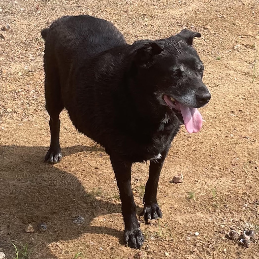 Pearl D11732, photo 11