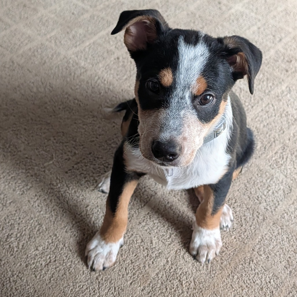 Snoopy — thumbnail 3