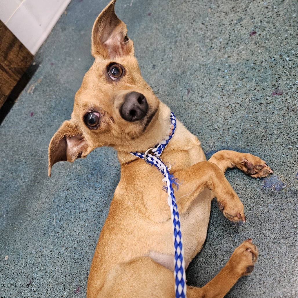 CHIQUITA — thumbnail 2